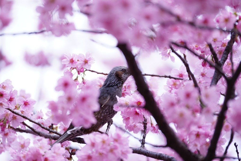 リーゼントクラブ～新宿御苑で桜を撮る～