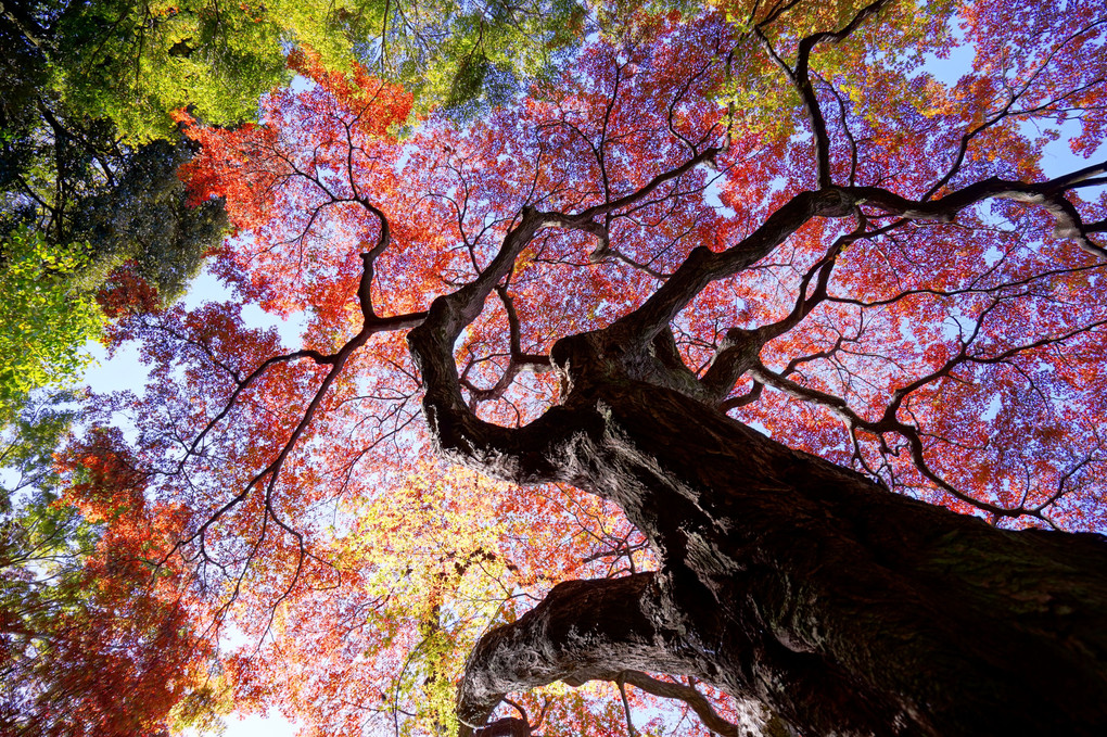 ゆく秋を楽しむ～＠新宿の公園