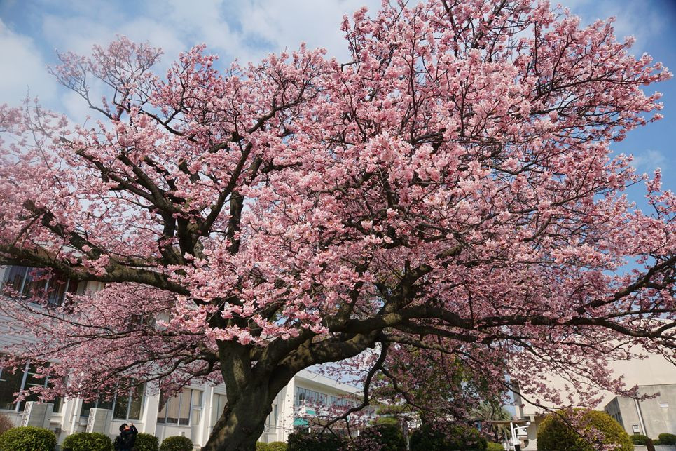 中国地方の一本桜～向島小学校の蓬莱桜