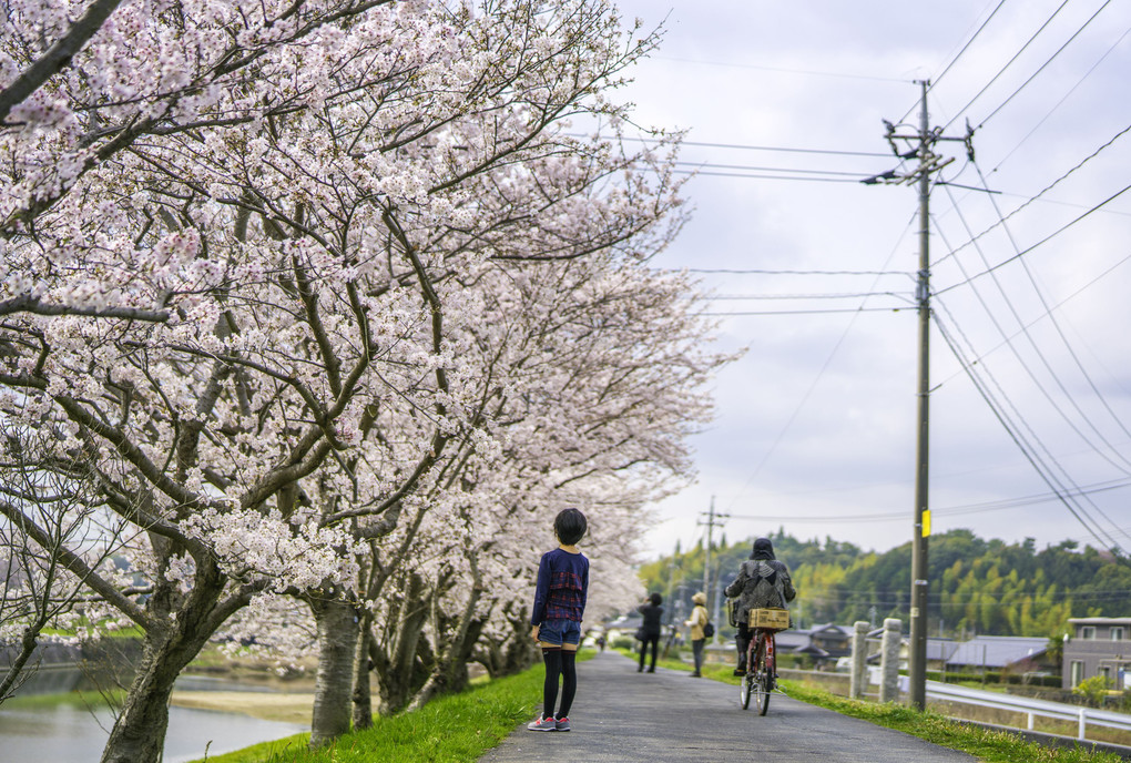 桜道を歩こう♪