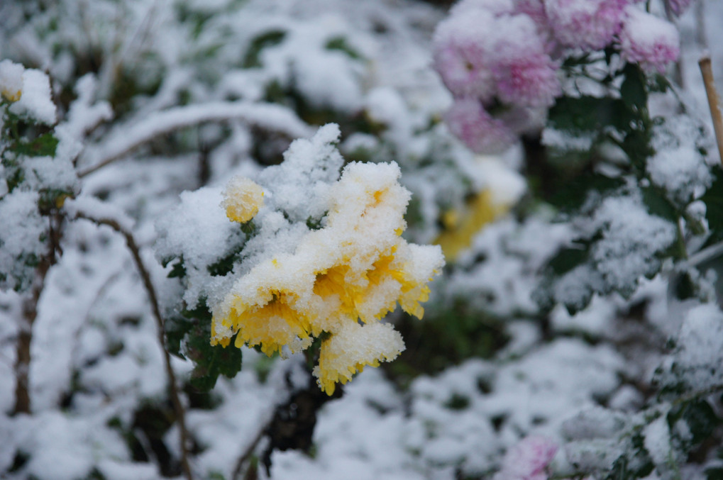 雪の中の菊