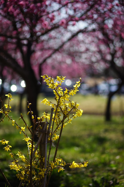 古河総合公園　花桃まつり