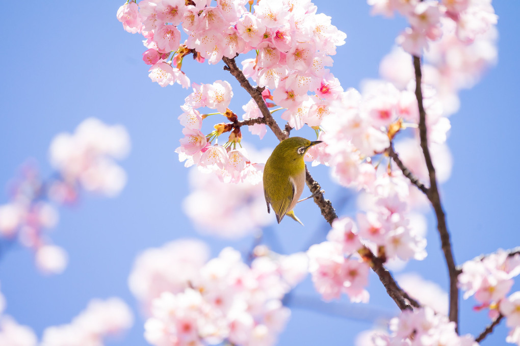 桜色の空へ