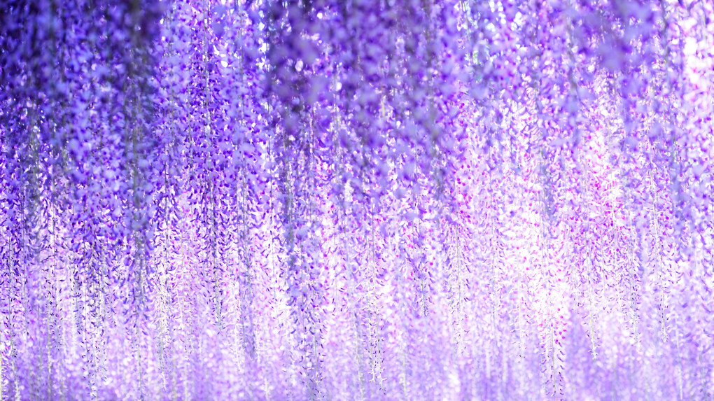 Purple curtain 2018