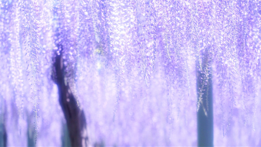 Purple curtain 2021 Ⅱ