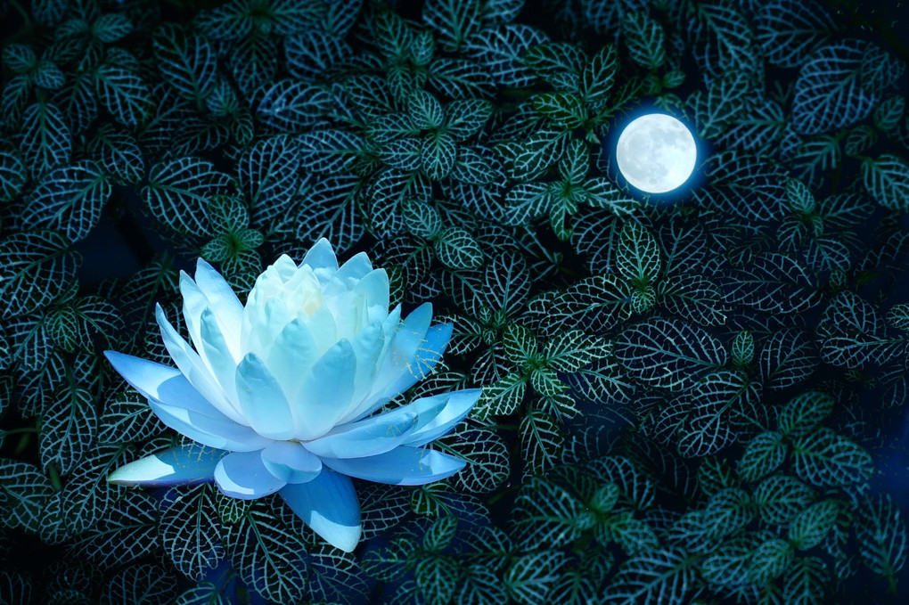 Water Lily ~Blue Dream~