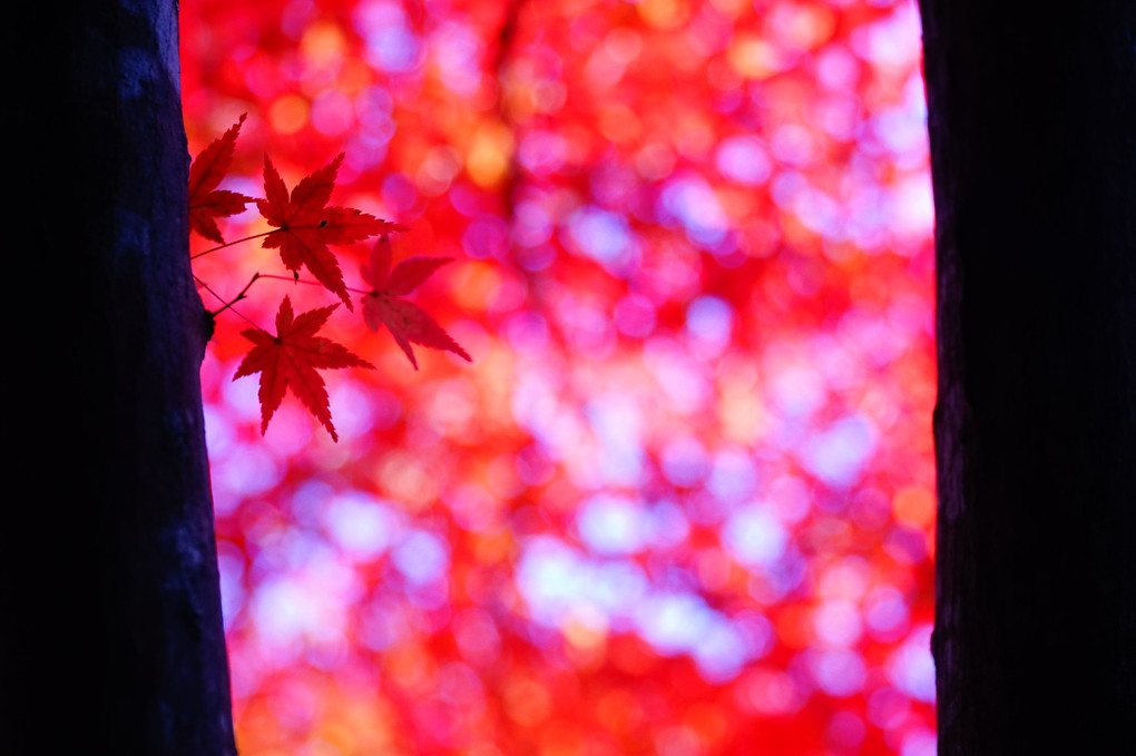 Red leaves Ⅲ