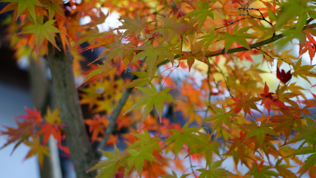 αcafe体験会　講師と行く ～秋の紅葉を撮りに行こうよぅ～　<京都編>