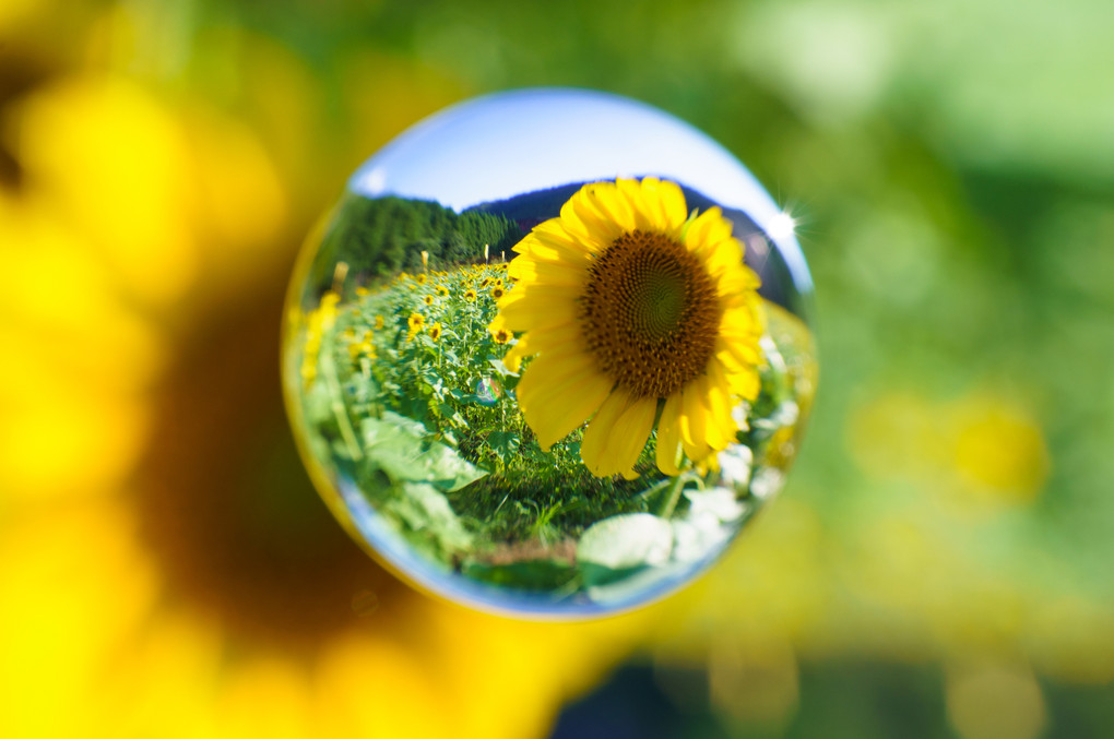 Sunflower sphere
