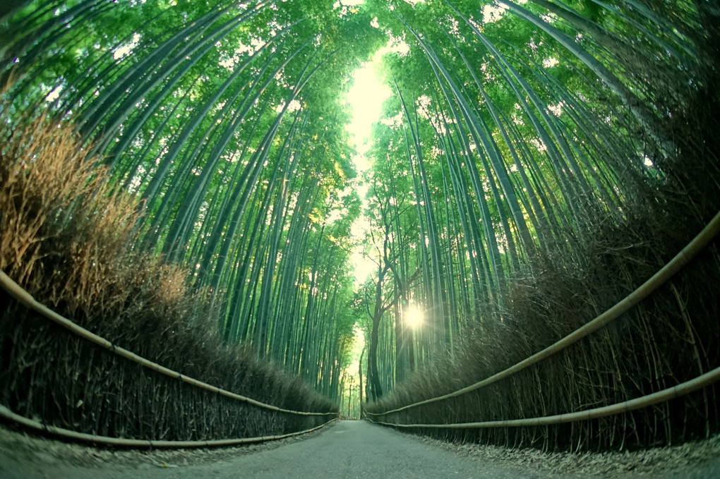 竹林の小径～京都 嵐山～