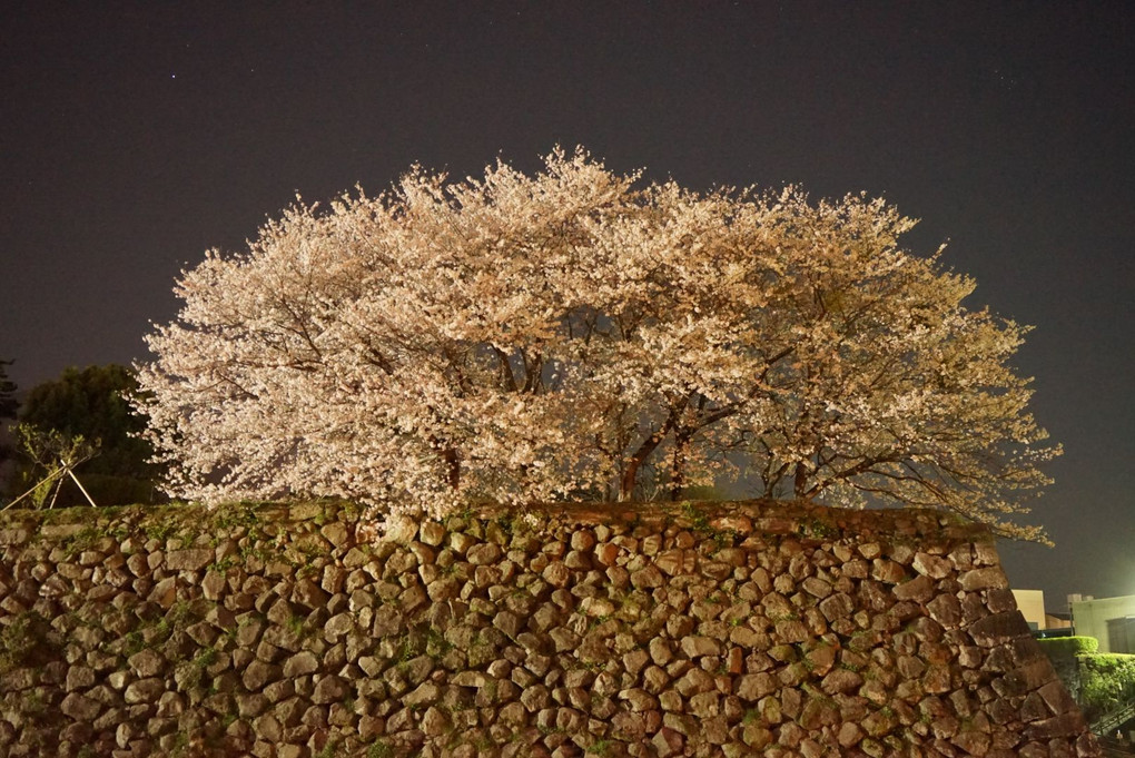 城壁の夜桜