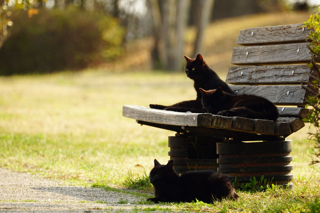 ベンチと、黒猫と、