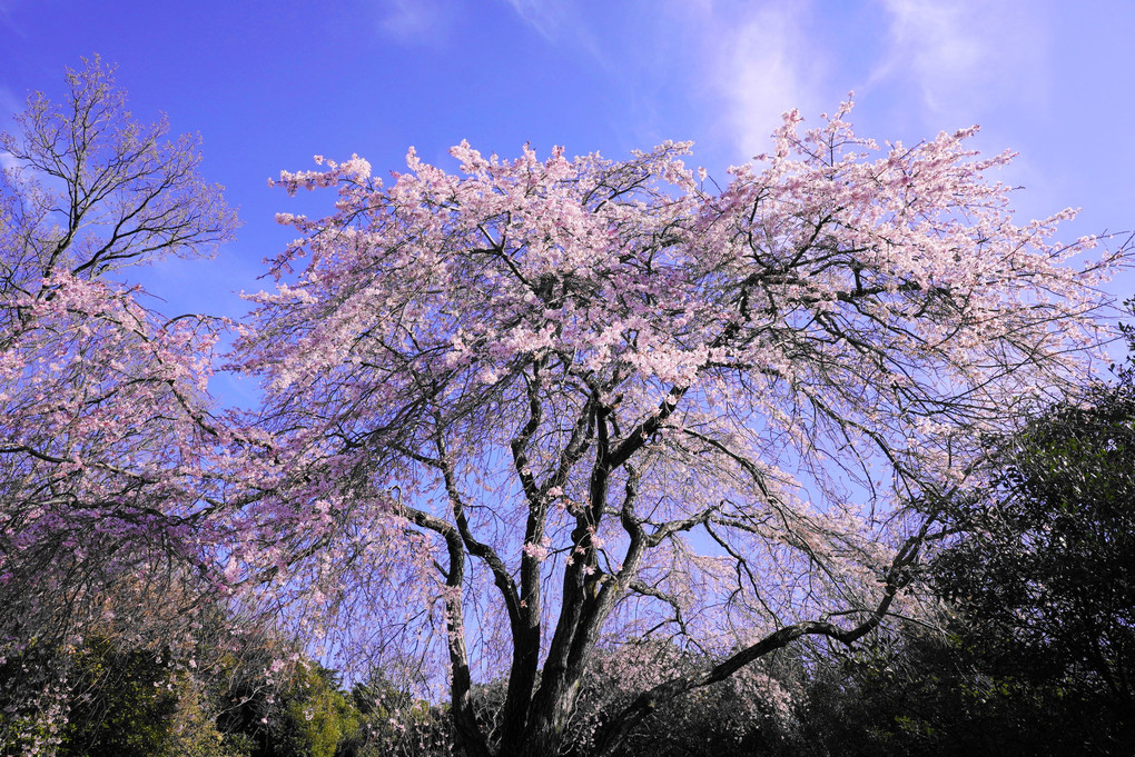 枝垂れ桜(2024.3.29)