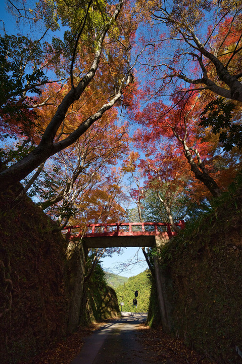 紅葉と赤い橋