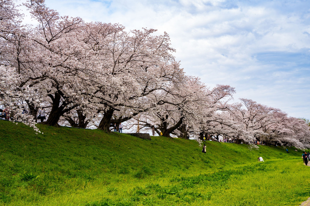 京都　背割提　桜