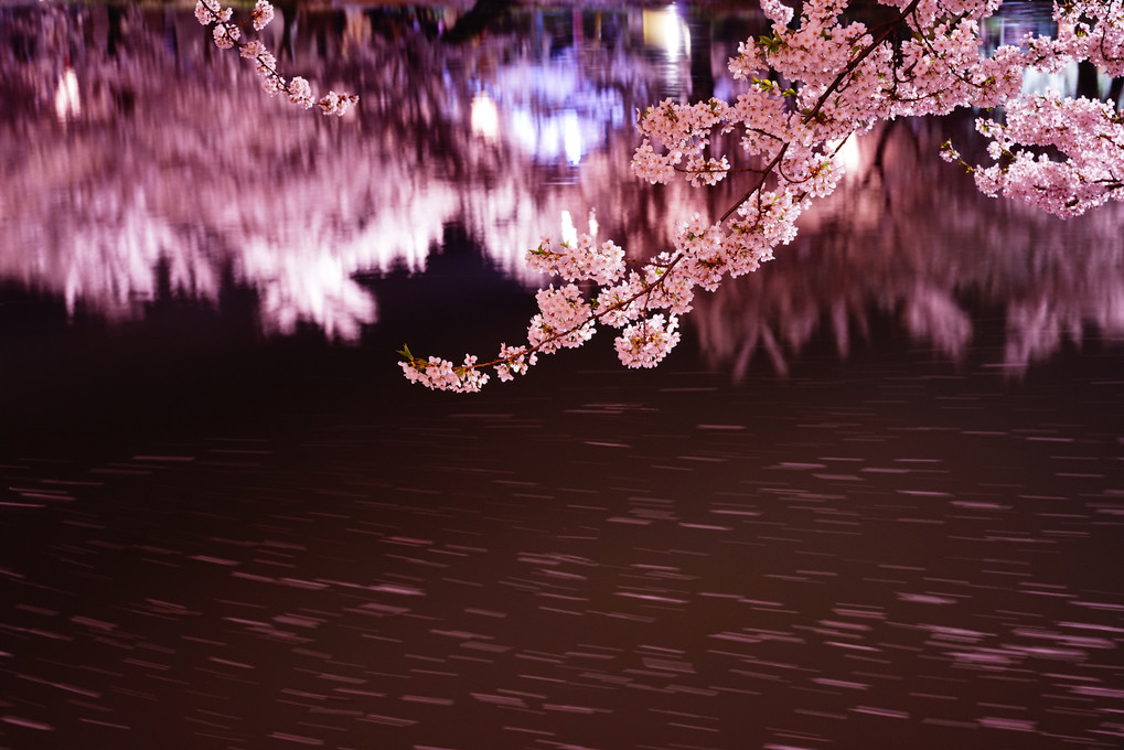 満開の弘前夜桜まつり♪