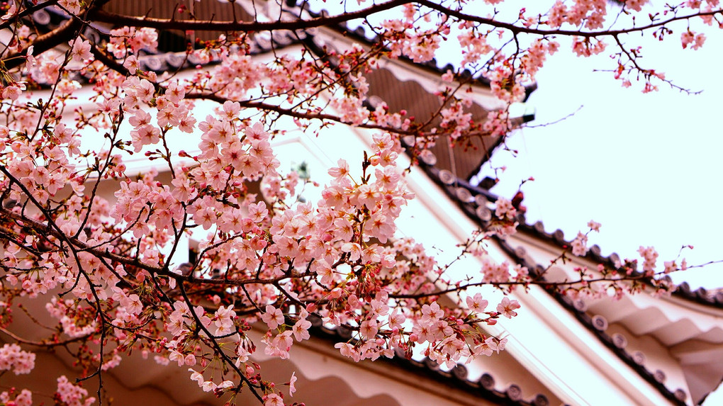 龍城(岡崎城)と桜のコラボ