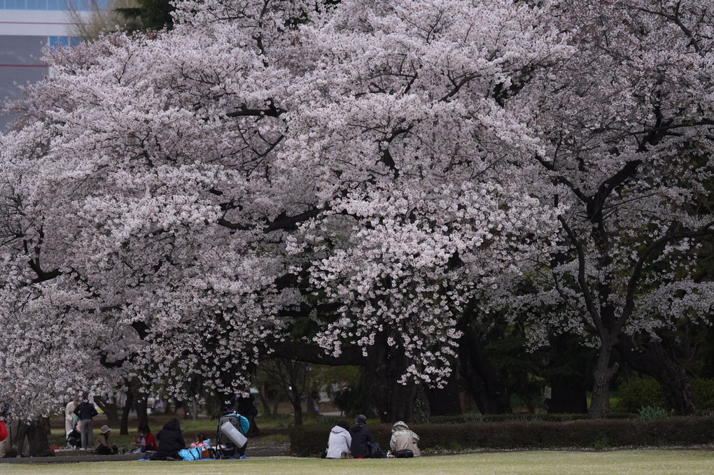 「スペシャルイベント」桜色を撮る＠新宿の公園編