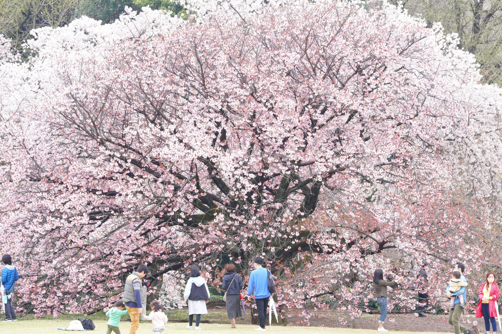 「スペシャルイベント」桜色を撮る＠新宿の公園編