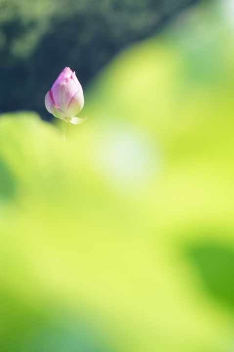 上野公園の蓮の花