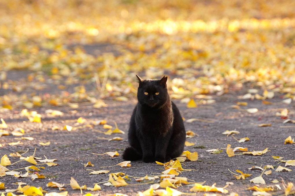 黒猫さん in Gold