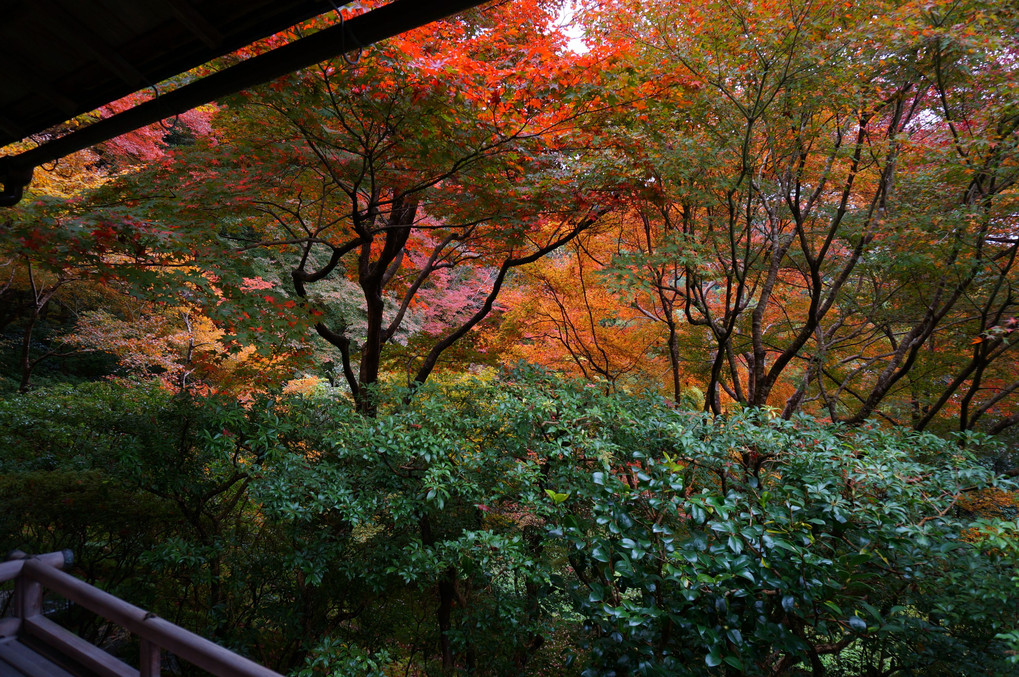 雨上がりの紅葉　＠瑠璃光院
