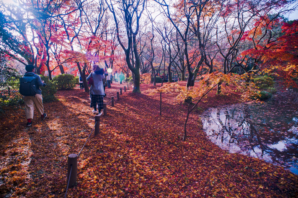 紅葉池も晩秋の景色