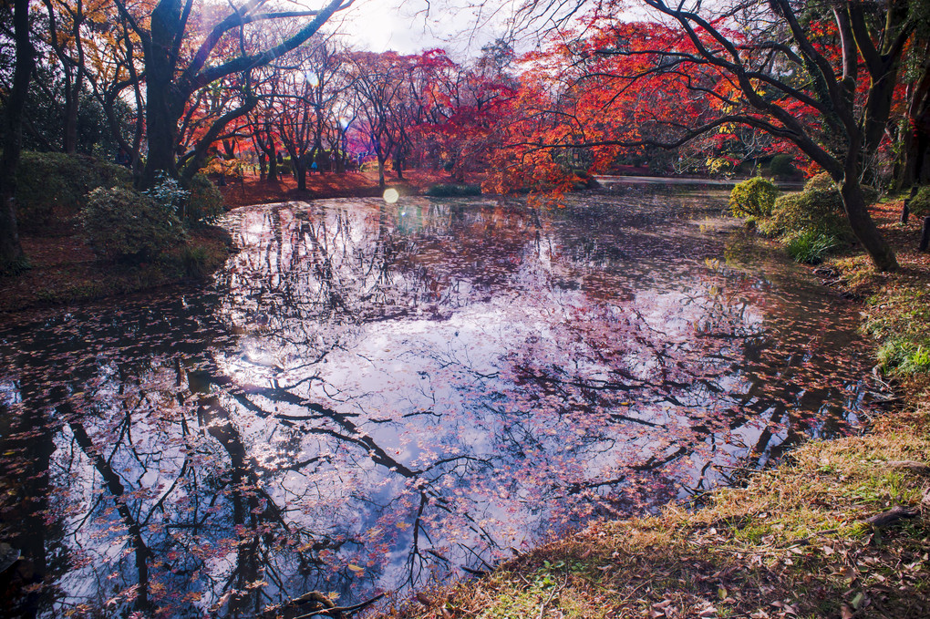紅葉池も晩秋の景色