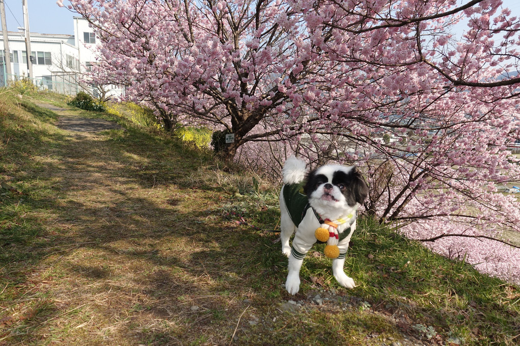 春めき桜満開…一の堰ハラネ春めき桜まつり