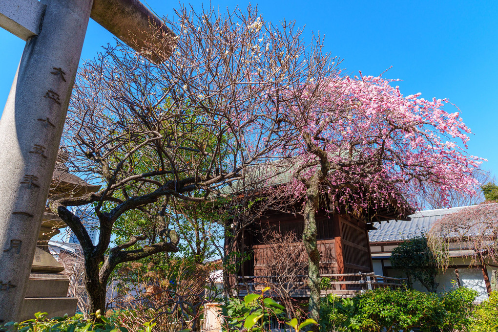 上野・五條天神社の梅。