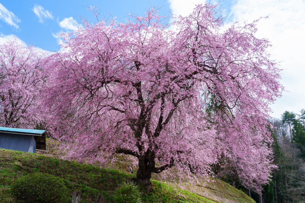 紅枝垂れ「番所の桜」