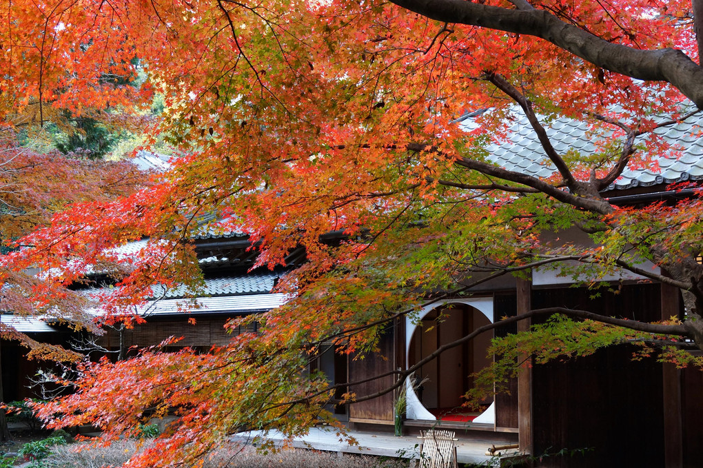 鎌倉 ～紅の明月院～