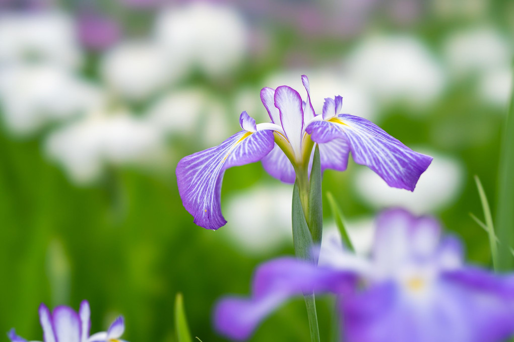 美しき紫菖蒲
