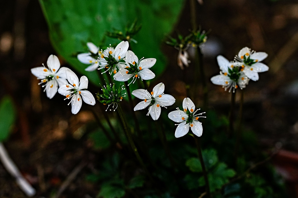 茎先に白い小花、花弁に見えるのは萼片