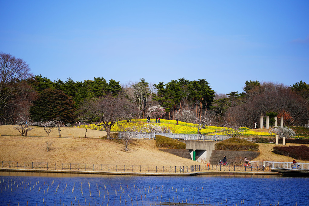 黄色の丘と自転車＠国営ひたち海浜公園