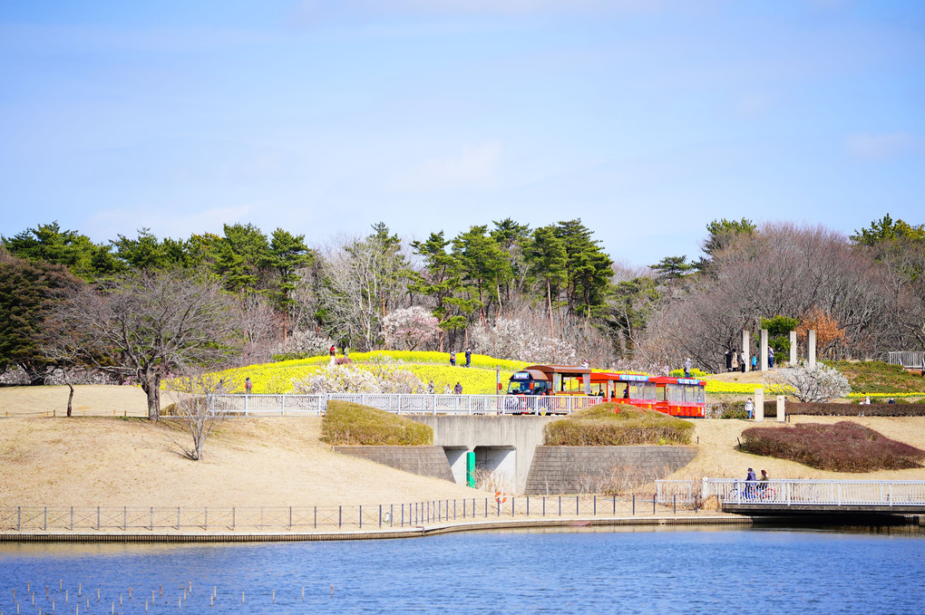 黄色の丘と自転車＠国営ひたち海浜公園