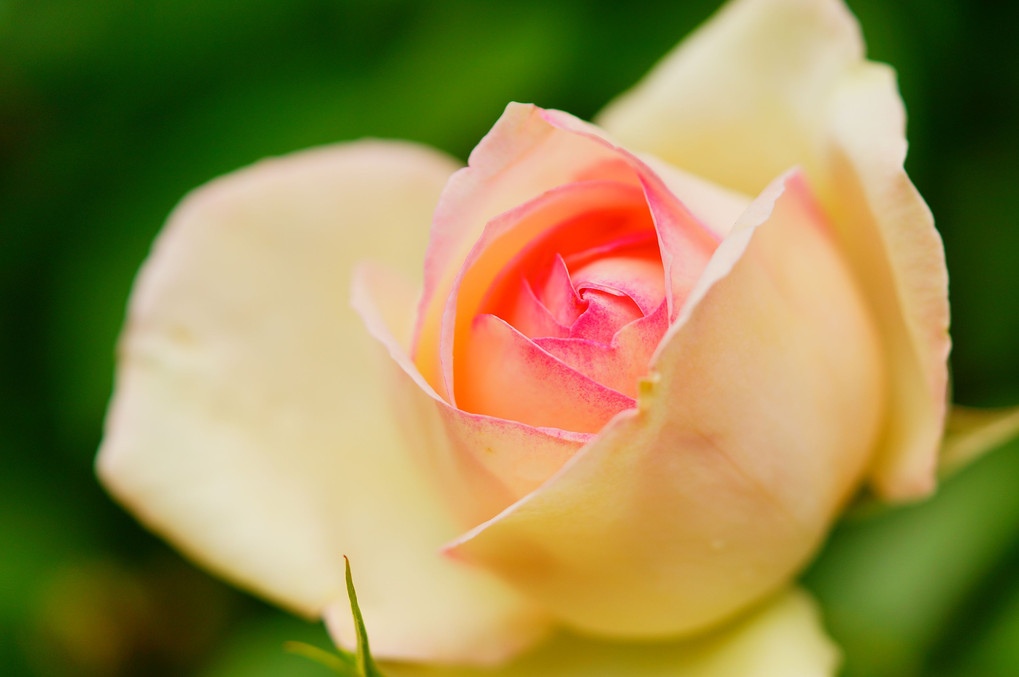 茨城県フラワーパークの薔薇の花
