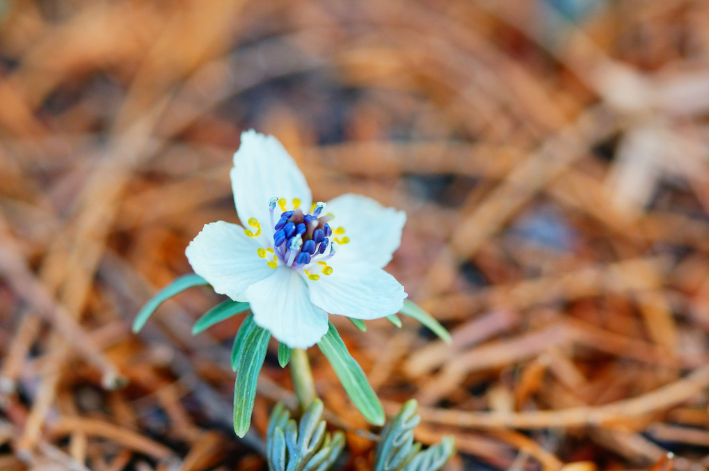 春を告げる花　セツブンソウー水戸市植物公園ー