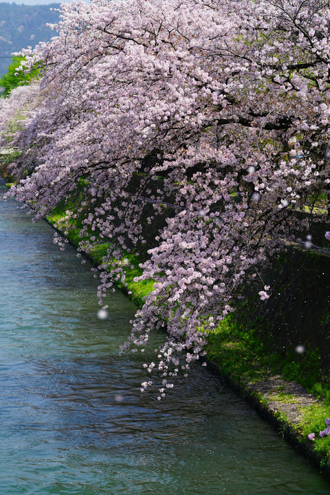 桜舞い散る琵琶湖疏水
