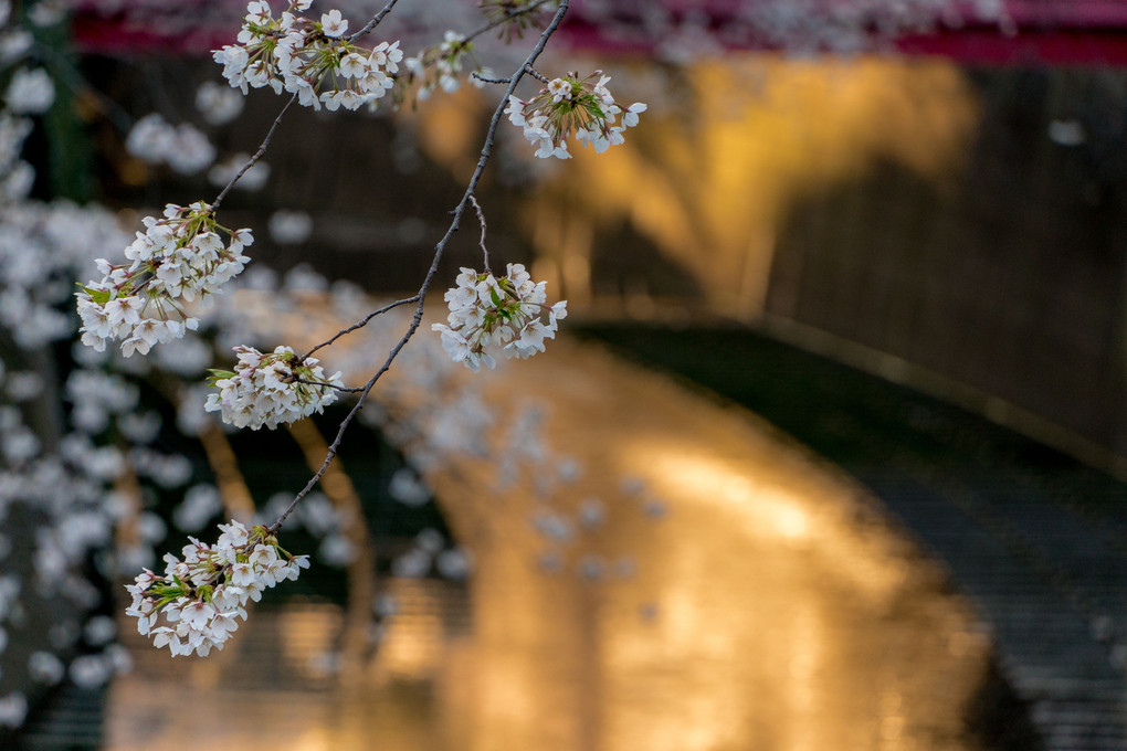 夕陽に照らされた川面と桜