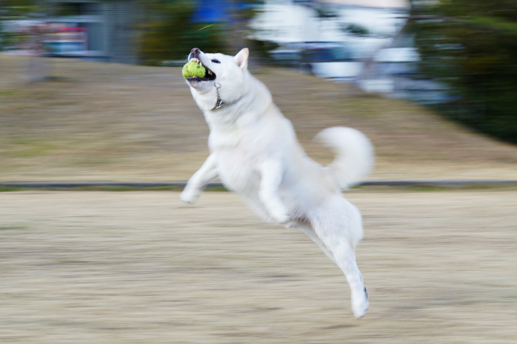 ＨＡＰＰＹ 犬  ＹＥＡＲ！　＼(^o^)／　今年も、跳びます！飛びます！(^^♪
