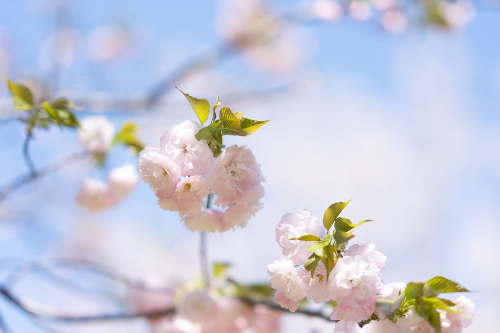桜・春もみじ・ハナニラ