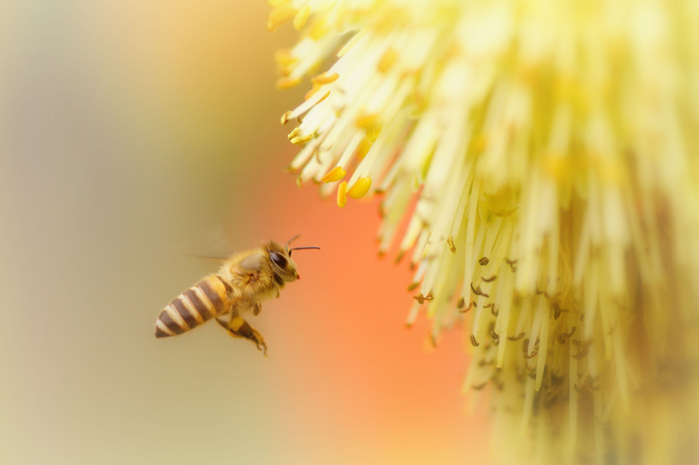 ミツバチのお仕事！