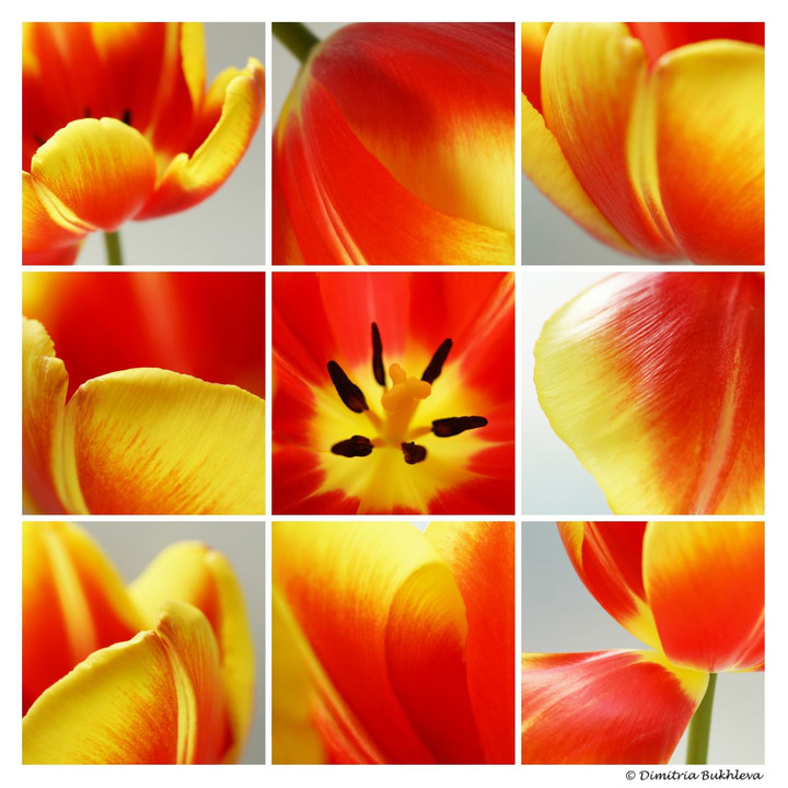 One Tulip in Nine Frames