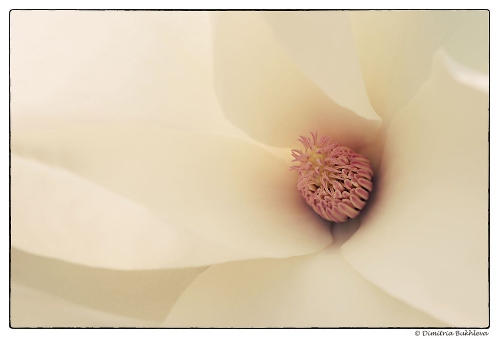 A White Magnolia 
