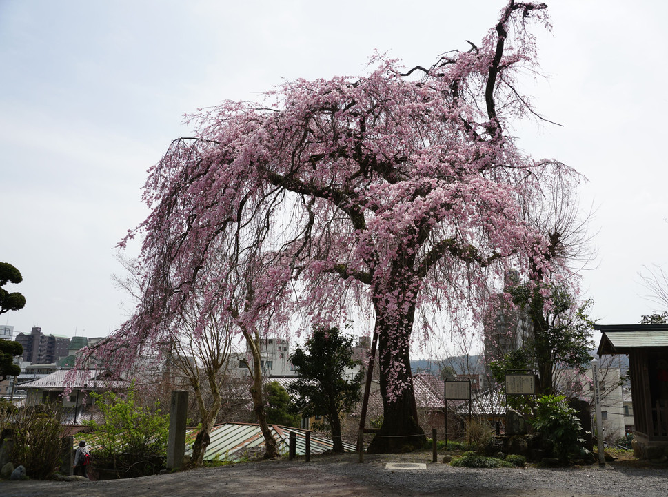 梅岩寺の枝垂れ桜2022
