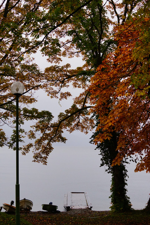 雨の紅葉　十和田湖