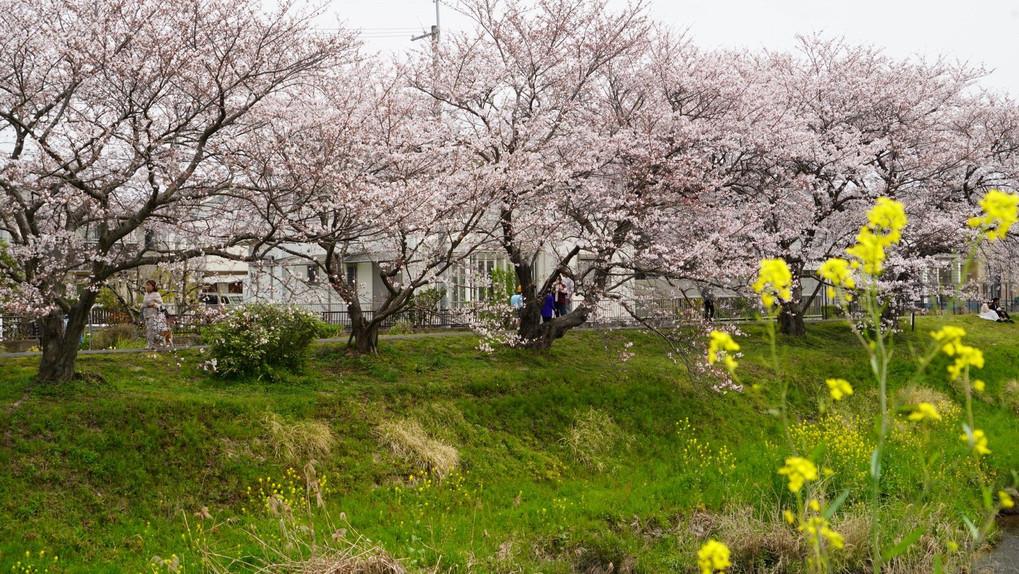 春咲く桜、菜の花