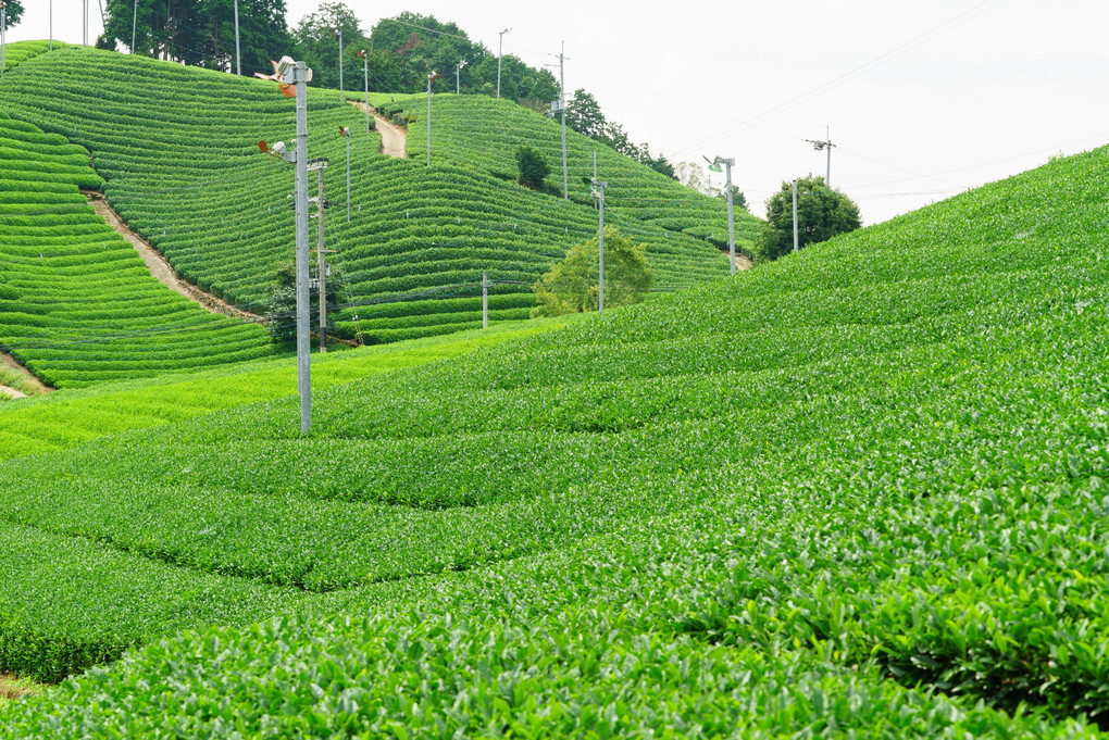 宇治茶の郷 和束の茶畑