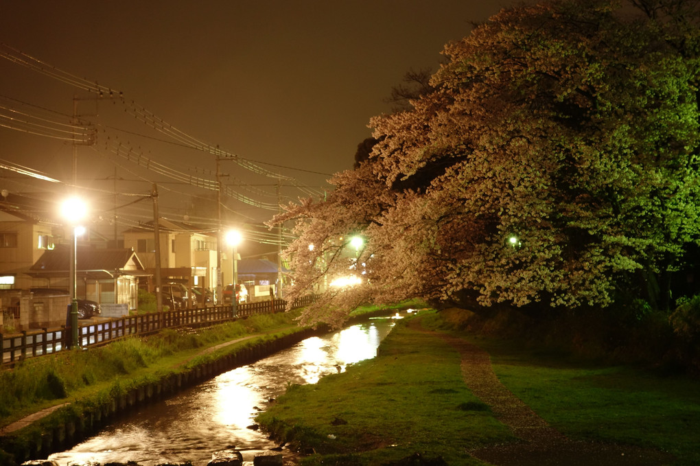 桜の夜雨